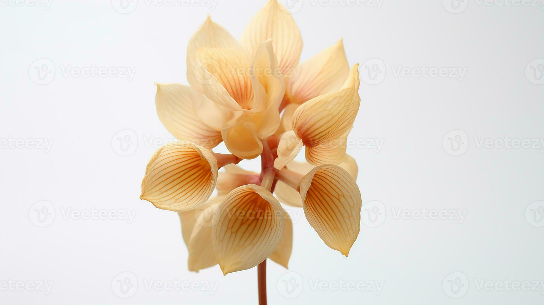 Photo of beautiful Drumstick flower isolated on white background. Generative AI