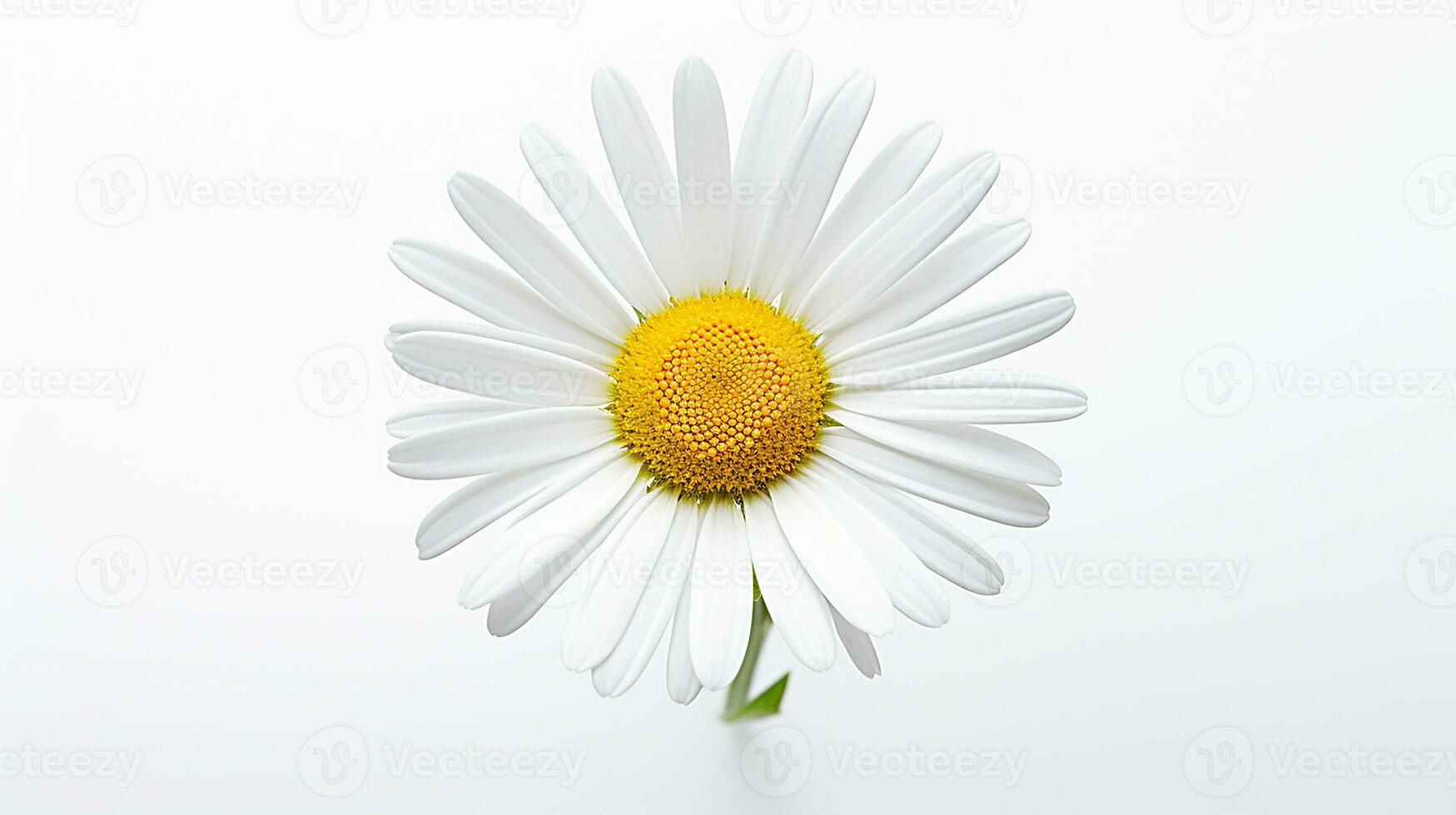 Photo of beautiful Daisy flower isolated on white background. Generative AI