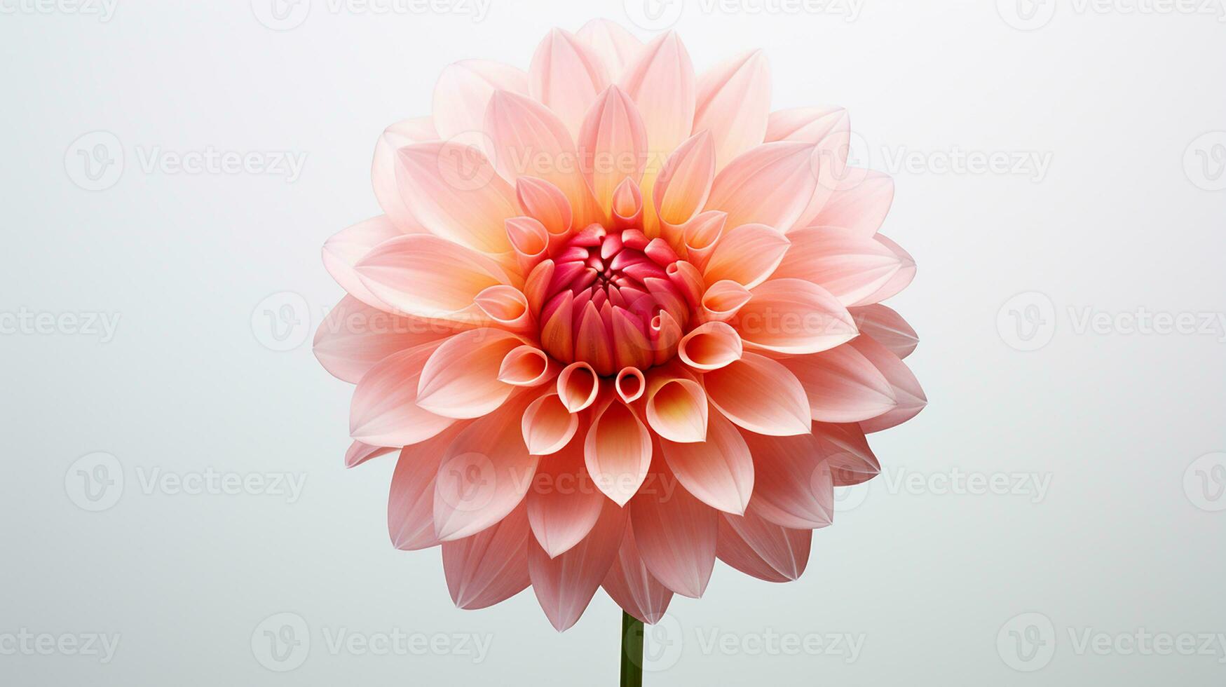 Photo of beautiful Dahlia flower isolated on white background. Generative AI