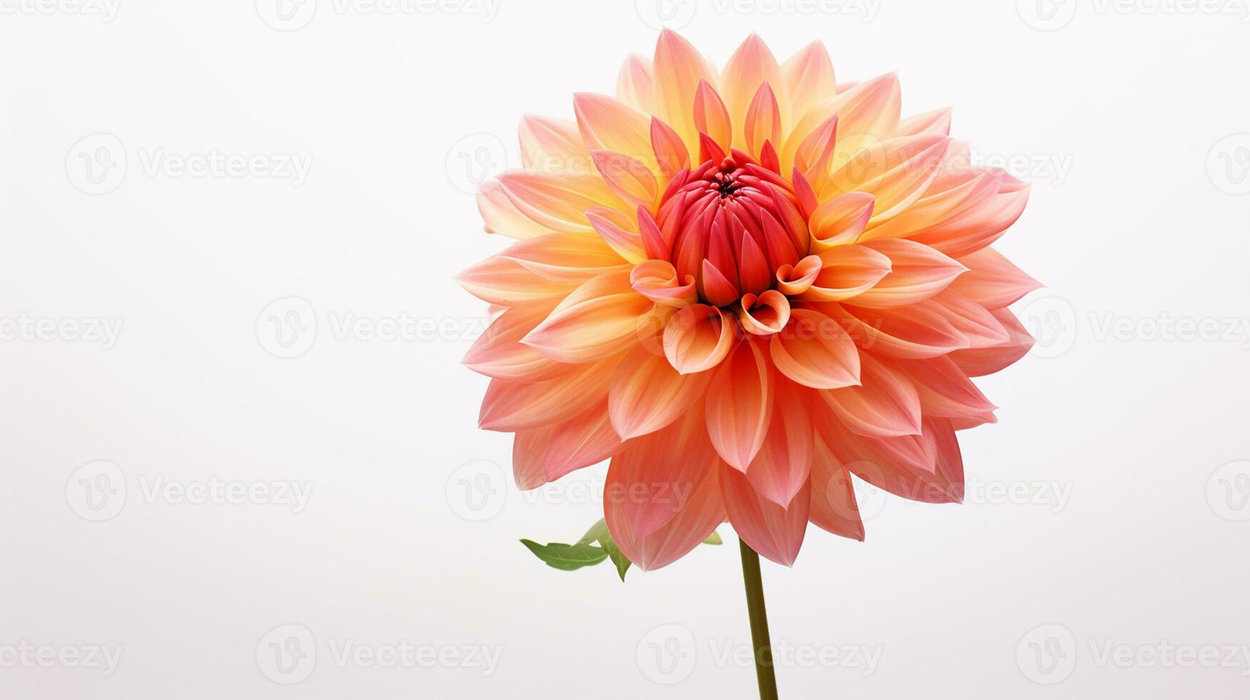 Photo of beautiful Dahlia flower isolated on white background. Generative AI