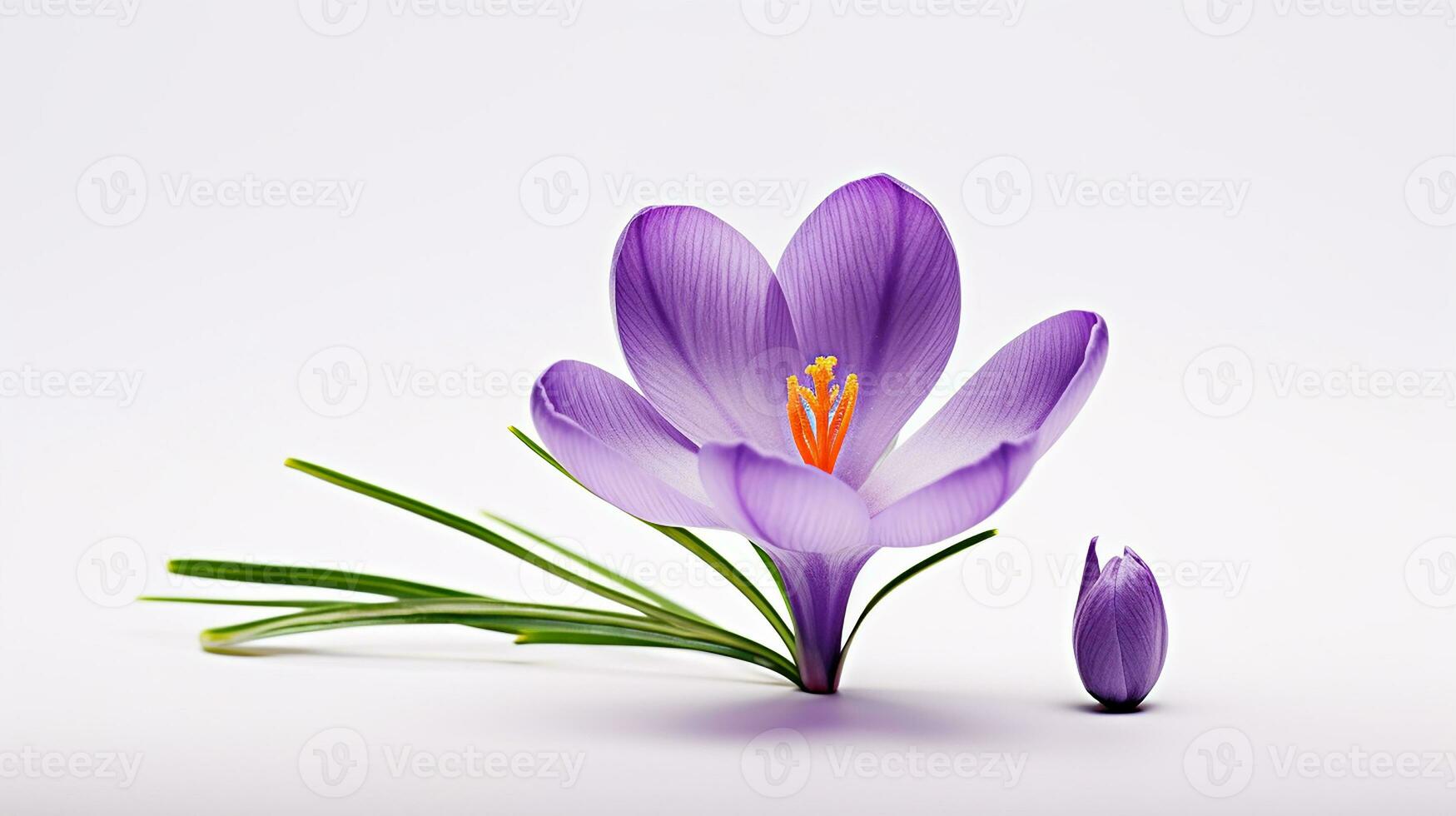 Photo of beautiful Crocus flower isolated on white background. Generative AI