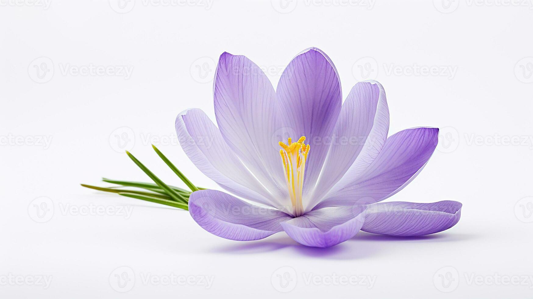 Photo of beautiful Crocus flower isolated on white background. Generative AI