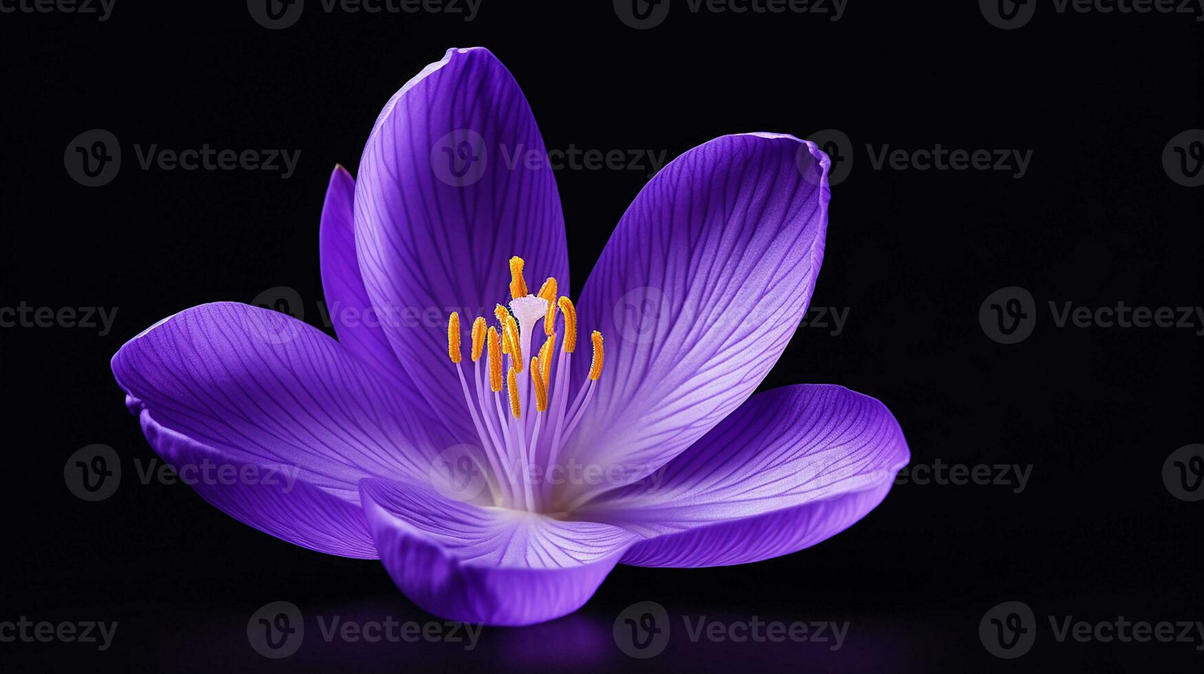 Photo of beautiful Crocus flower isolated on white background. Generative AI