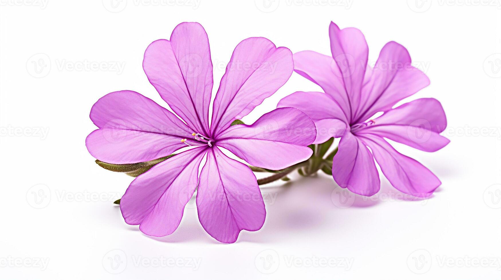 Photo of beautiful Creeping Phlox flower isolated on white background ...