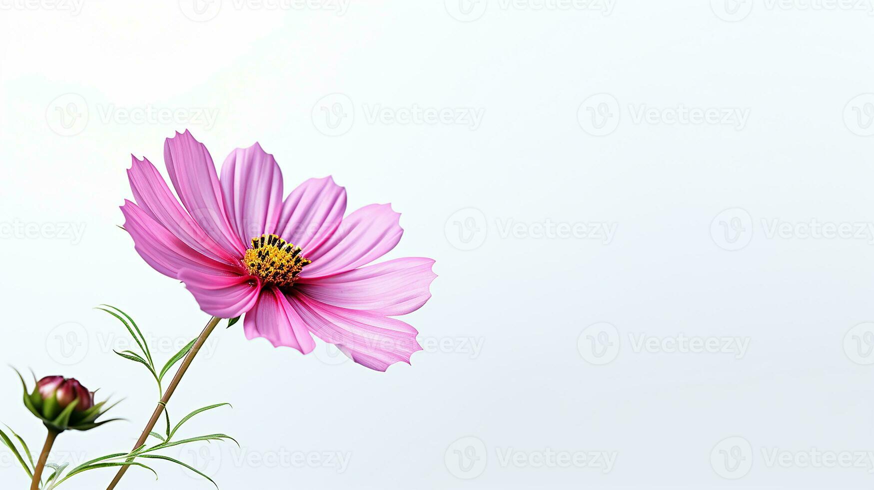 Photo of beautiful Cosmos flower isolated on white background. Generative AI