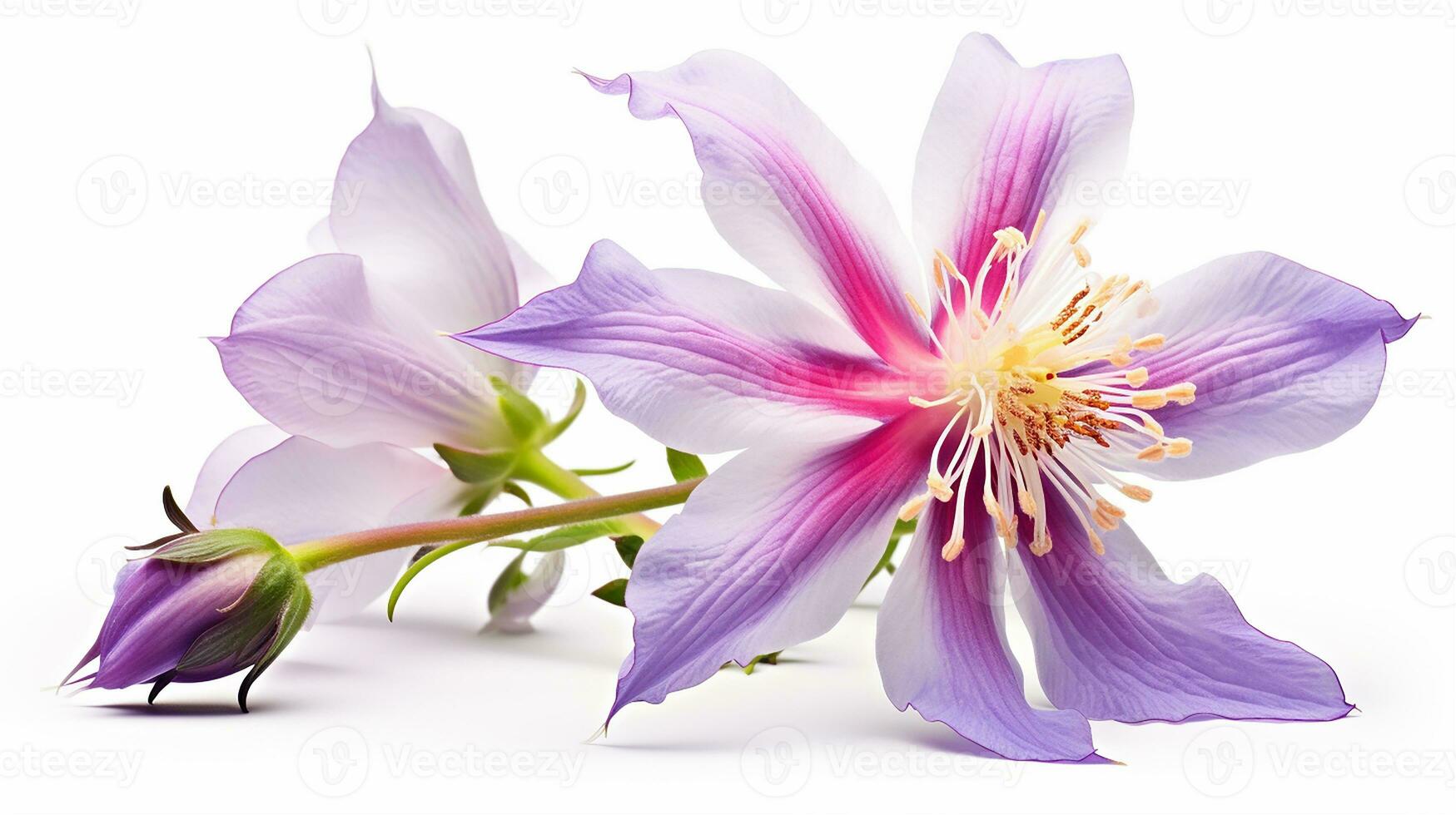 Photo of beautiful Columbine flower isolated on white background. Generative AI