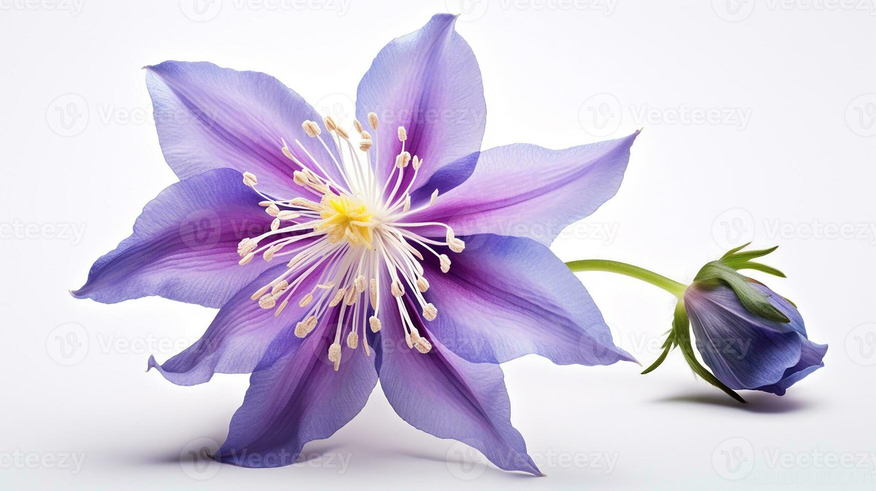 Photo of beautiful Columbine flower isolated on white background. Generative AI