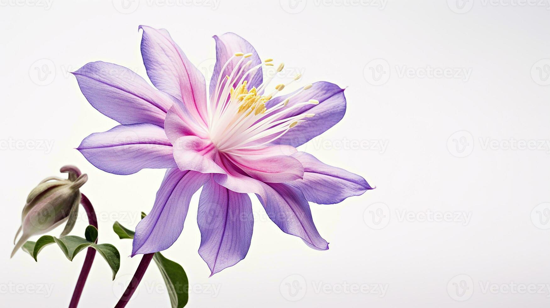 Photo of beautiful Columbine flower isolated on white background. Generative AI