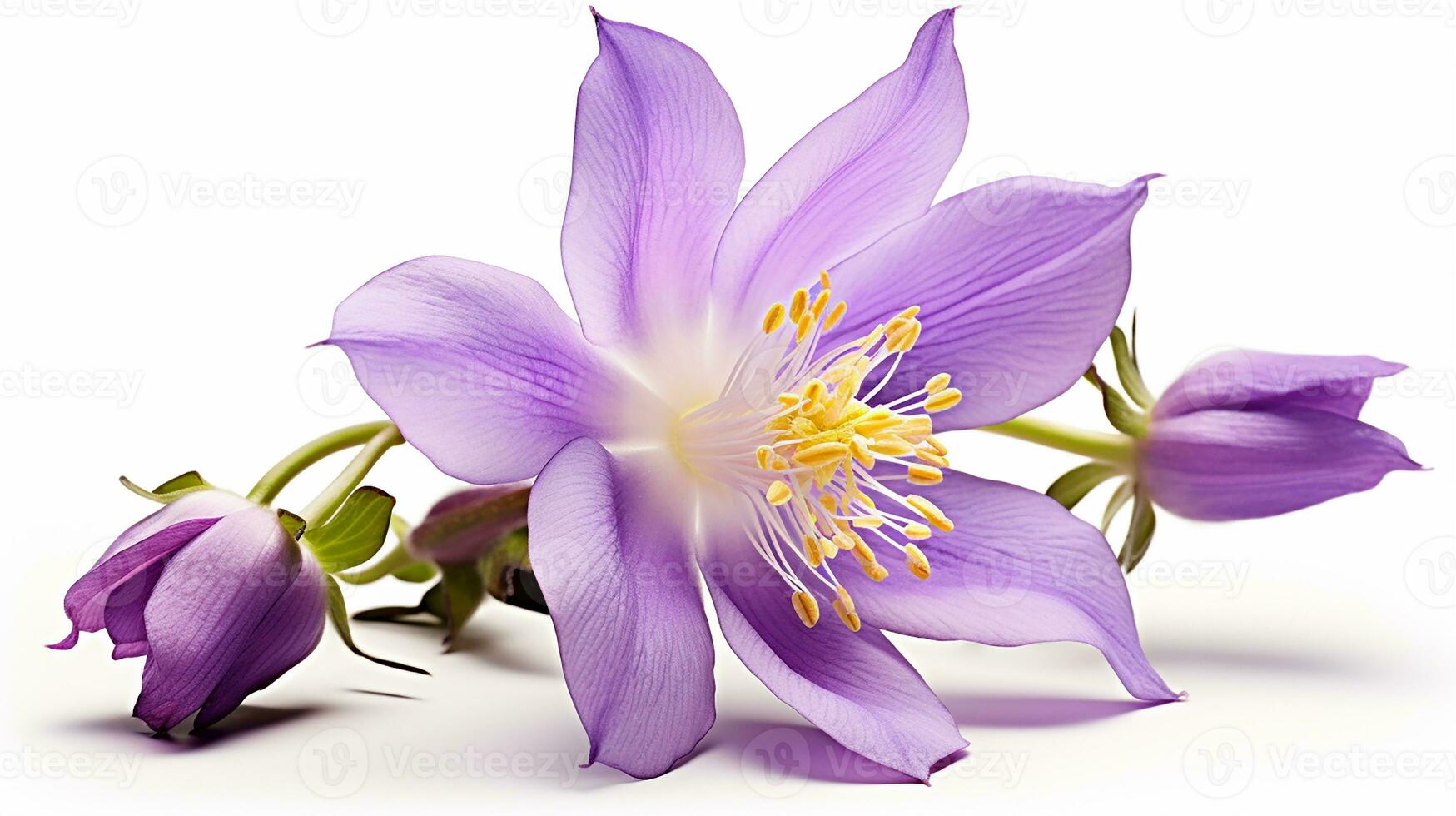 Photo of beautiful Columbine flower isolated on white background. Generative AI