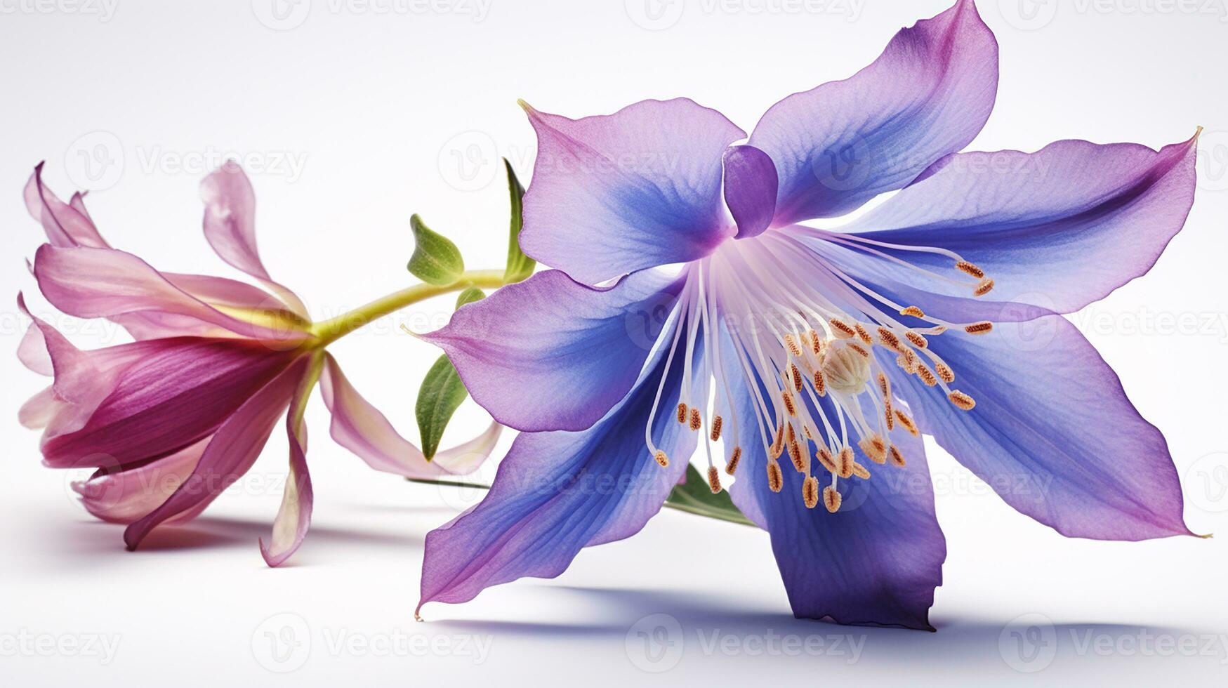 Photo of beautiful Columbine flower isolated on white background. Generative AI