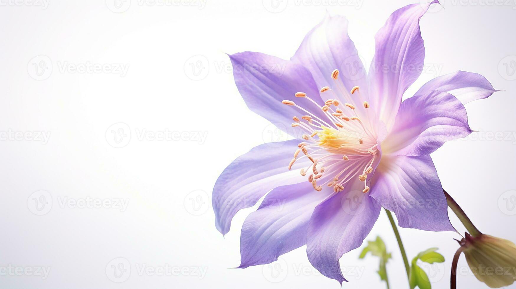 Photo of beautiful Columbine flower isolated on white background. Generative AI