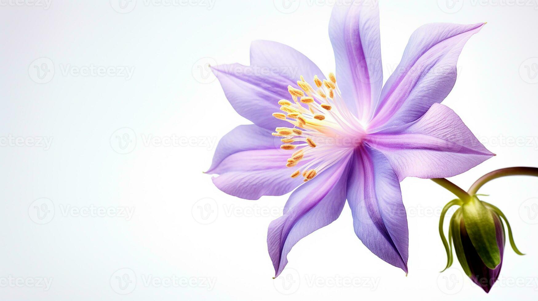 Photo of beautiful Columbine flower isolated on white background. Generative AI