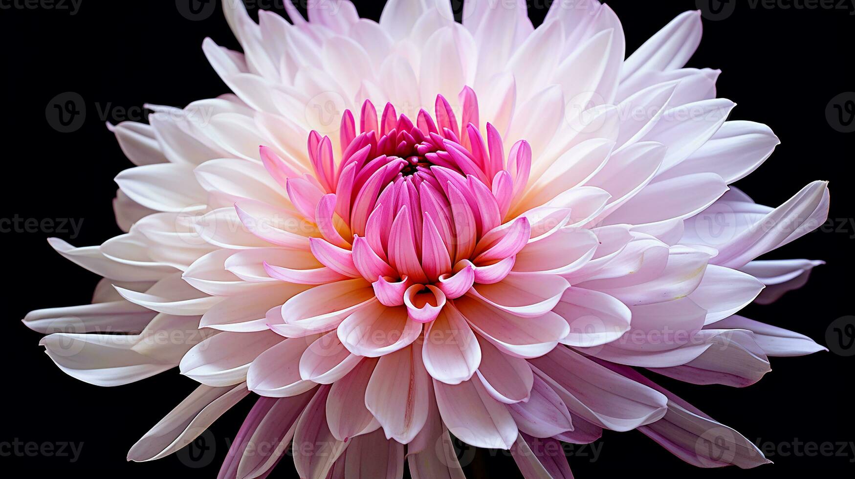 Photo of beautiful Chrysanthemum flower isolated on white background. Generative AI