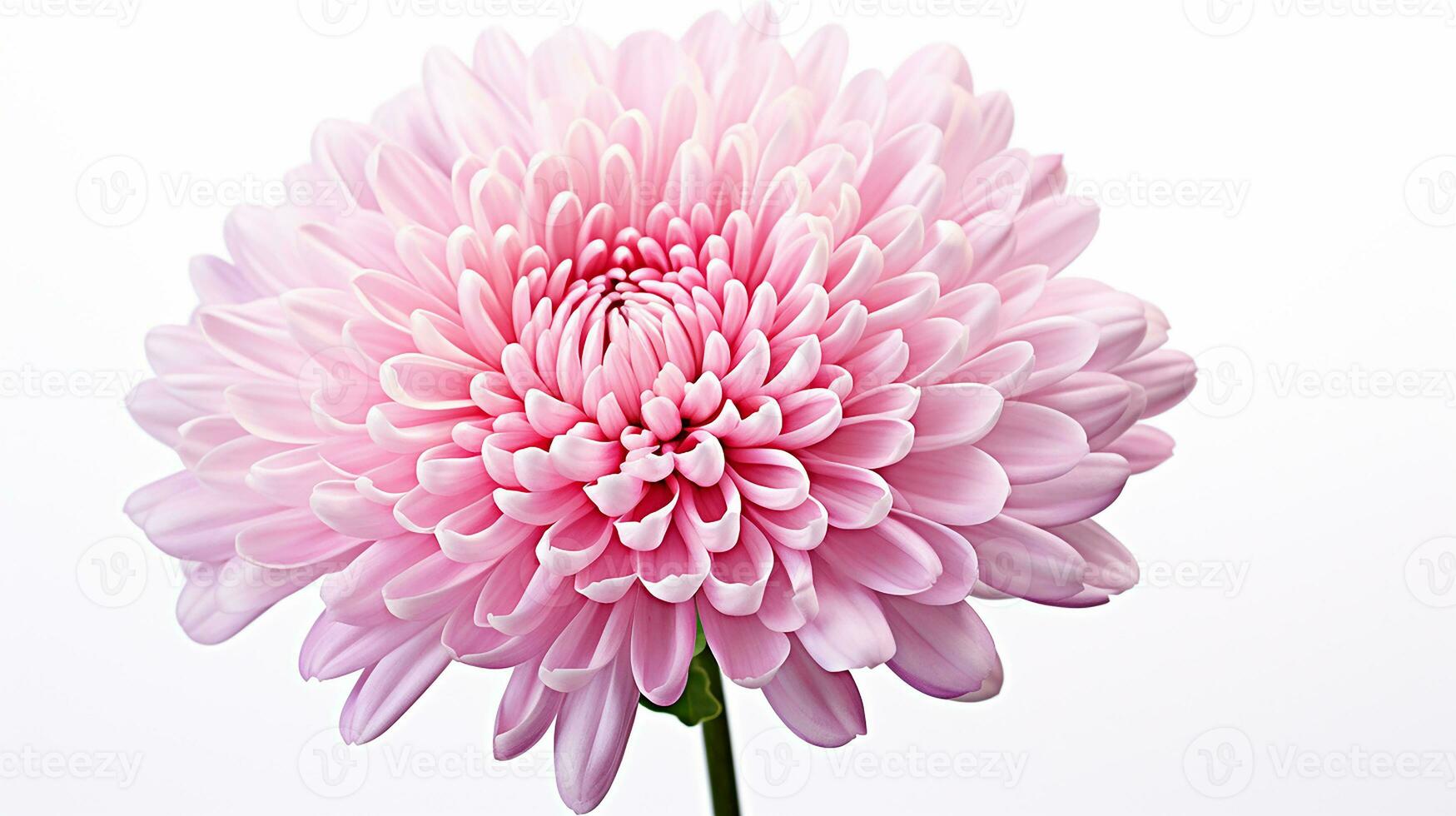 Photo of beautiful Chrysanthemum flower isolated on white background. Generative AI