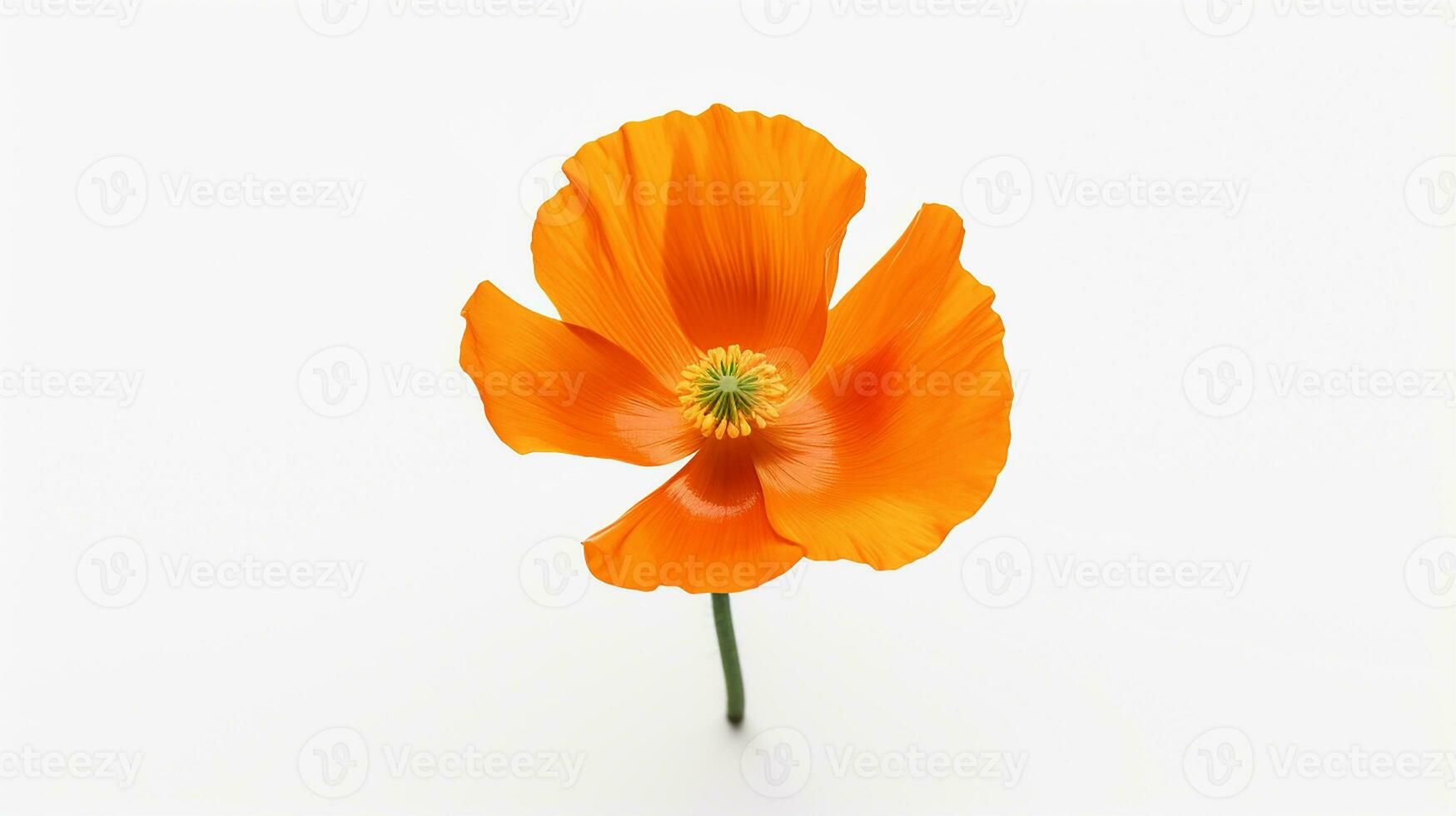 Photo of beautiful Calendula flower isolated on white background. Generative AI