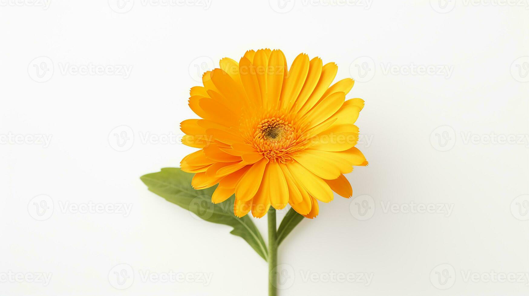 Photo of beautiful Calendula flower isolated on white background. Generative AI