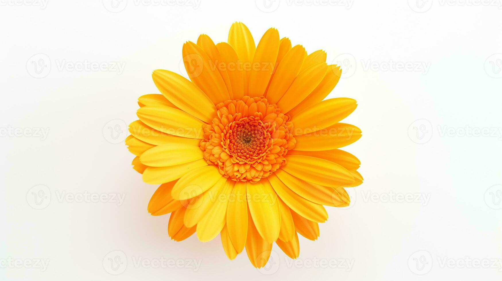 Photo of beautiful Calendula flower isolated on white background. Generative AI