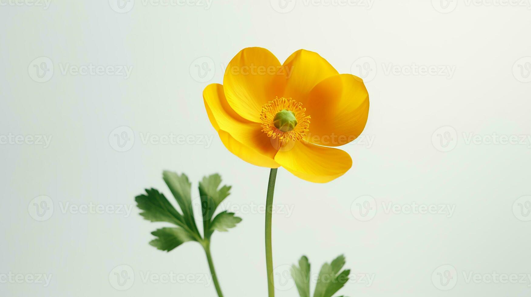 foto de hermosa botón de oro flor aislado en blanco antecedentes. generativo ai