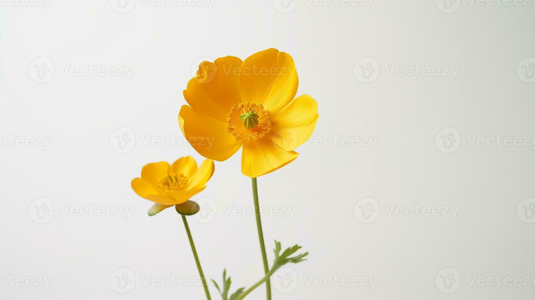 foto de hermosa botón de oro flor aislado en blanco antecedentes. generativo ai