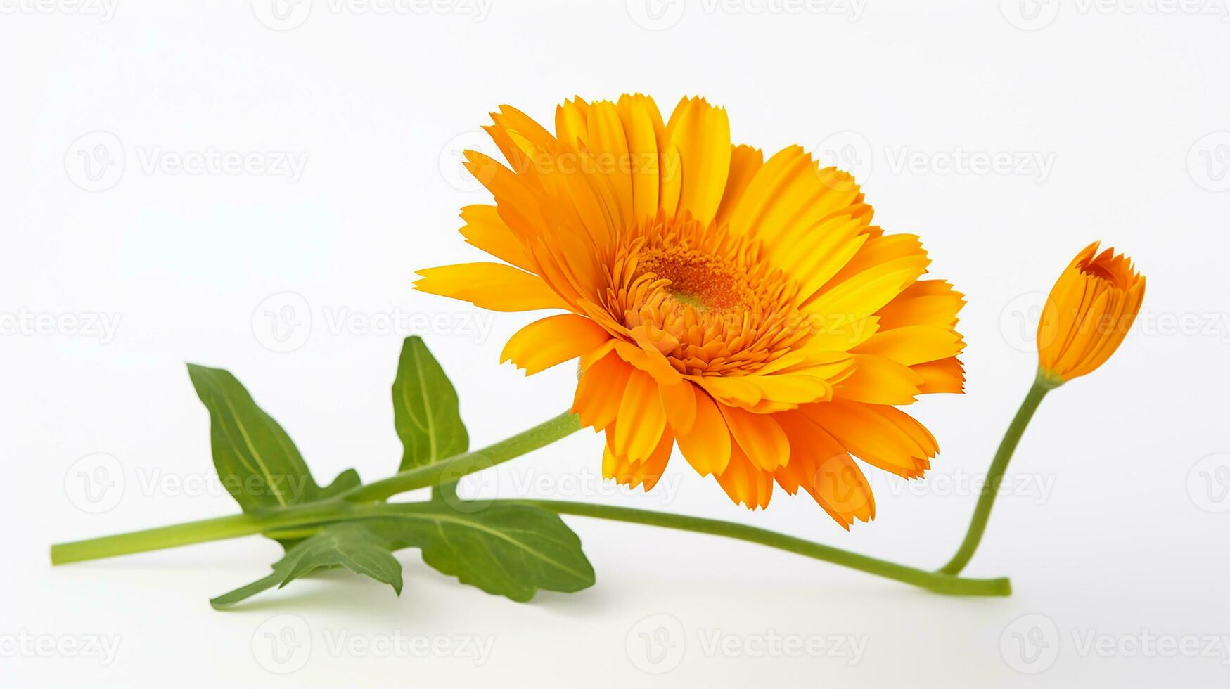 Photo of beautiful Calendula flower isolated on white background. Generative AI