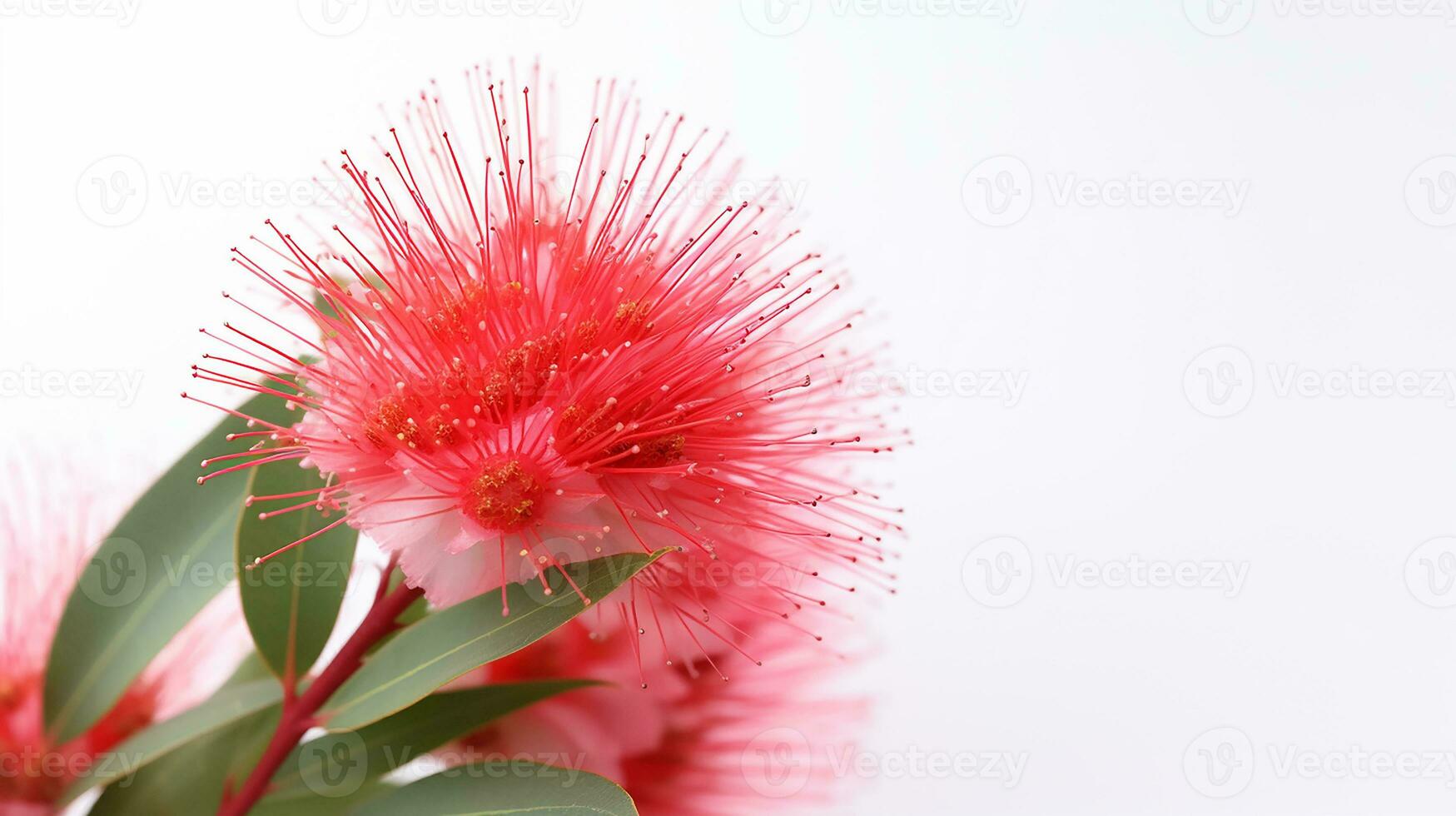 Photo of beautiful Bottlebrush flower isolated on white background. Generative AI