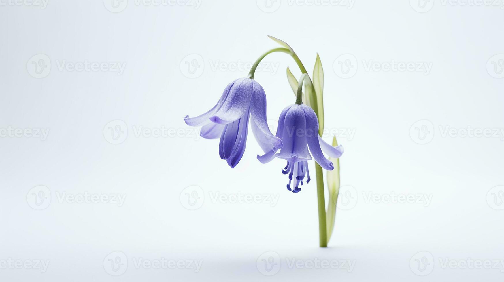 Photo of beautiful Bluebell flower isolated on white background. Generative AI