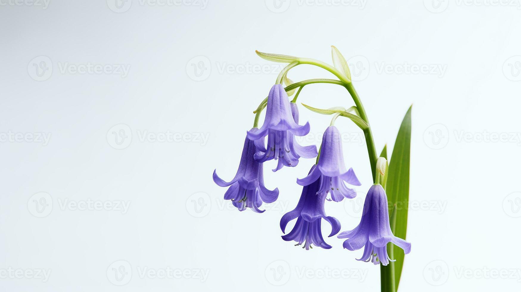 Photo of beautiful Bluebell flower isolated on white background. Generative AI