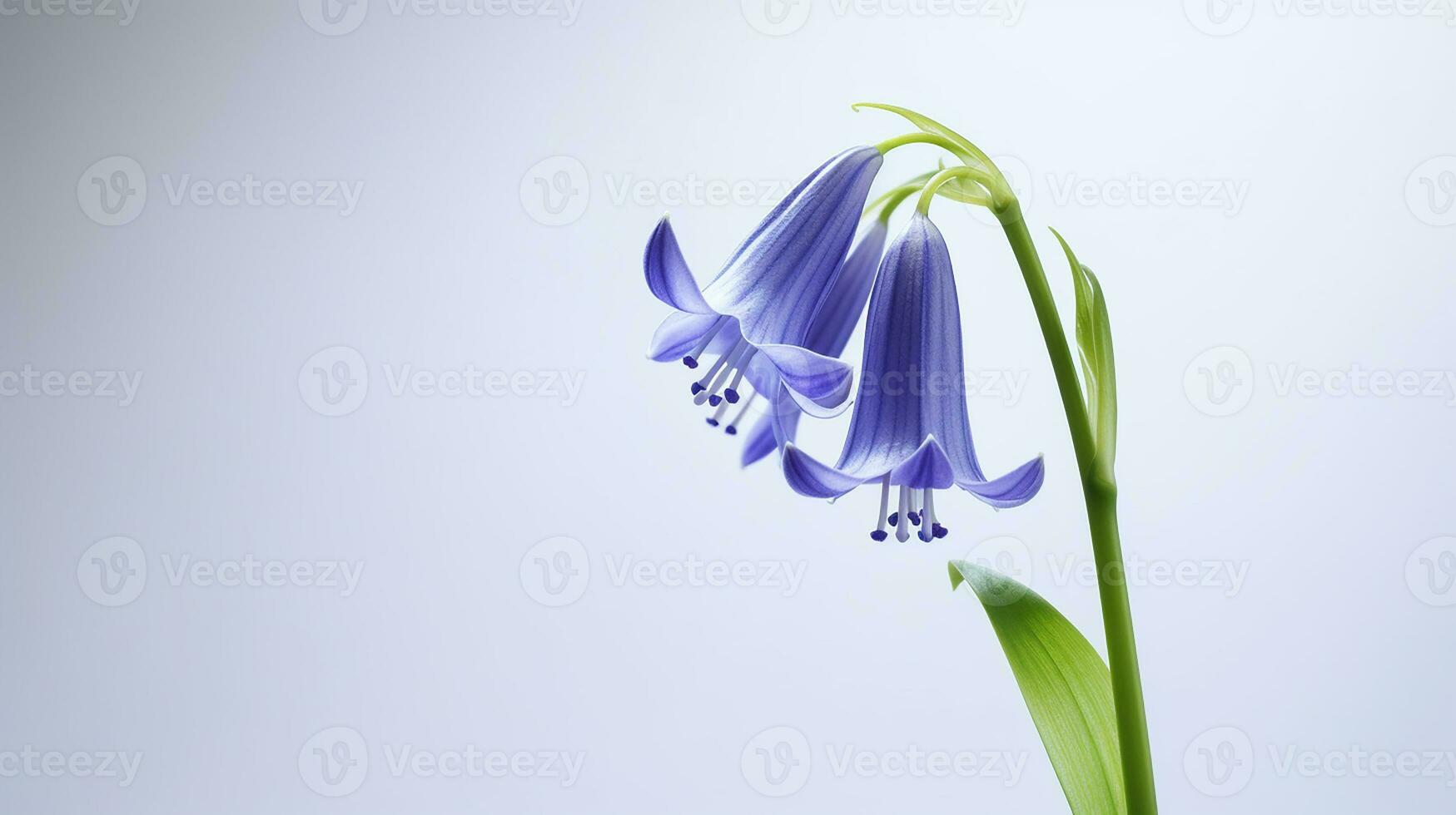 Photo of beautiful Bluebell flower isolated on white background. Generative AI