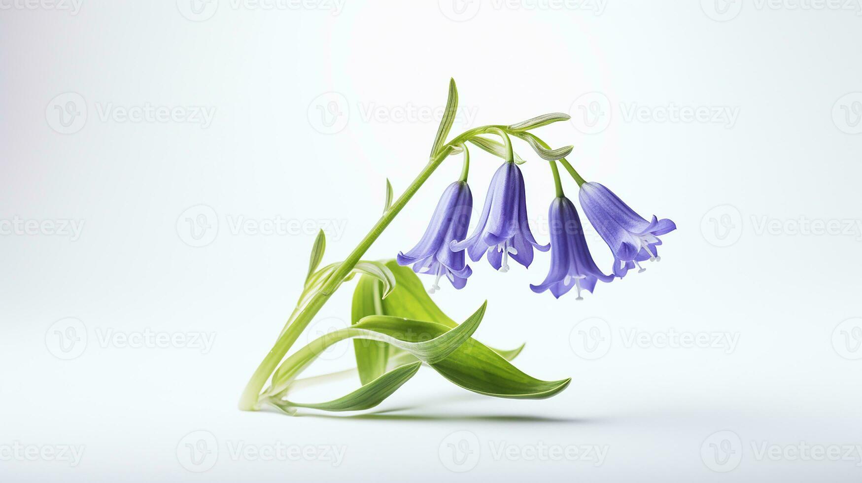 Photo of beautiful Bluebell flower isolated on white background. Generative AI