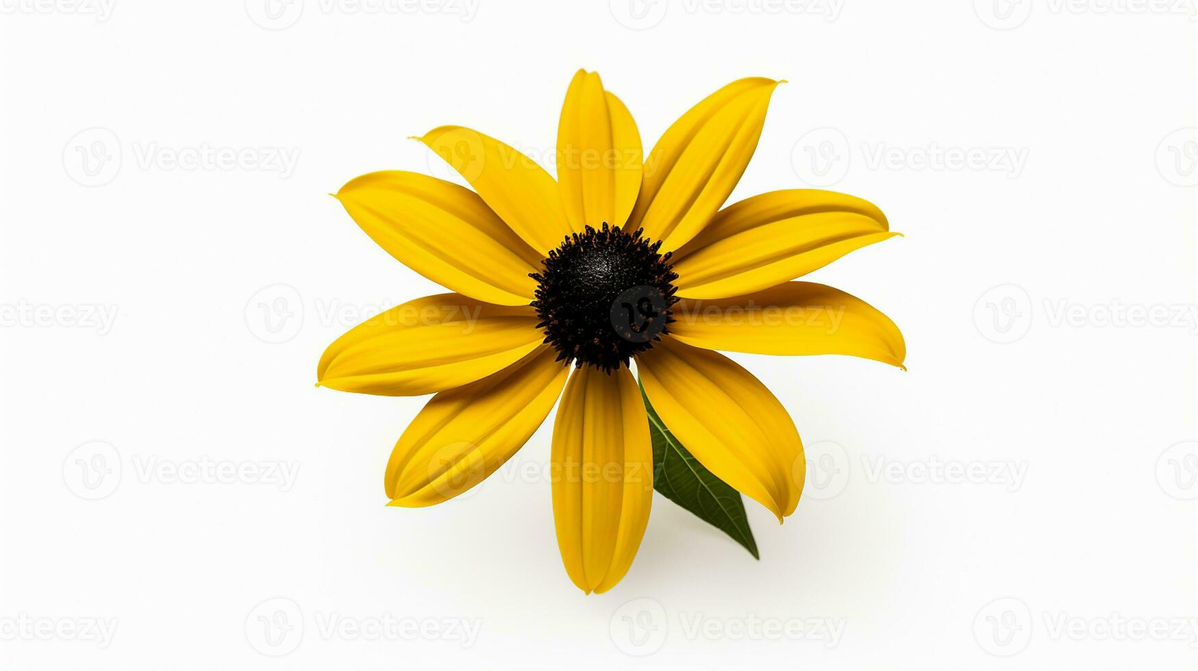 Photo of beautiful Black-Eyed Susan flower isolated on white background. Generative AI