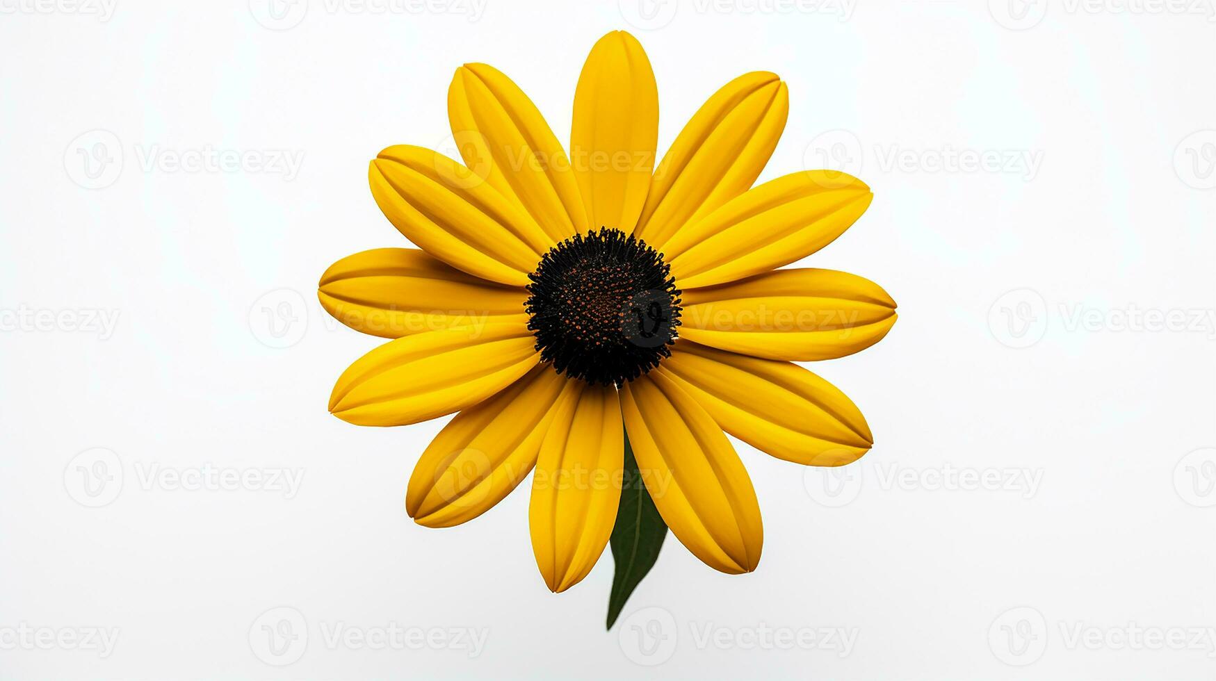 Photo of beautiful Black-Eyed Susan flower isolated on white background. Generative AI