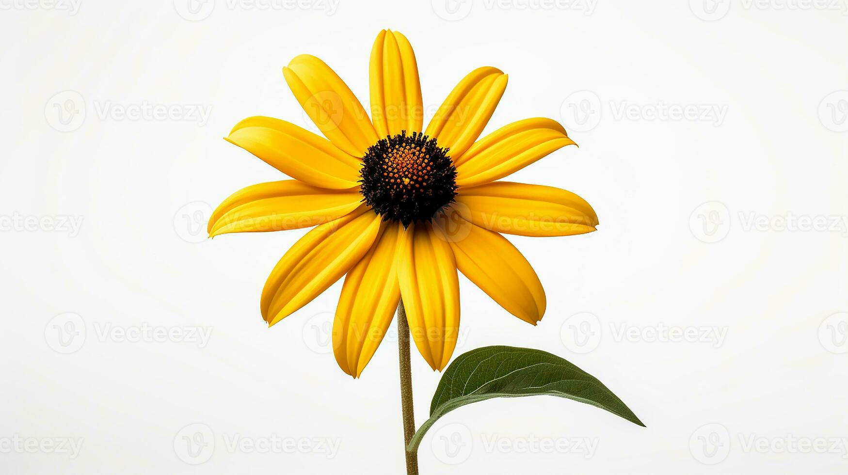 Photo of beautiful Black-Eyed Susan flower isolated on white background. Generative AI