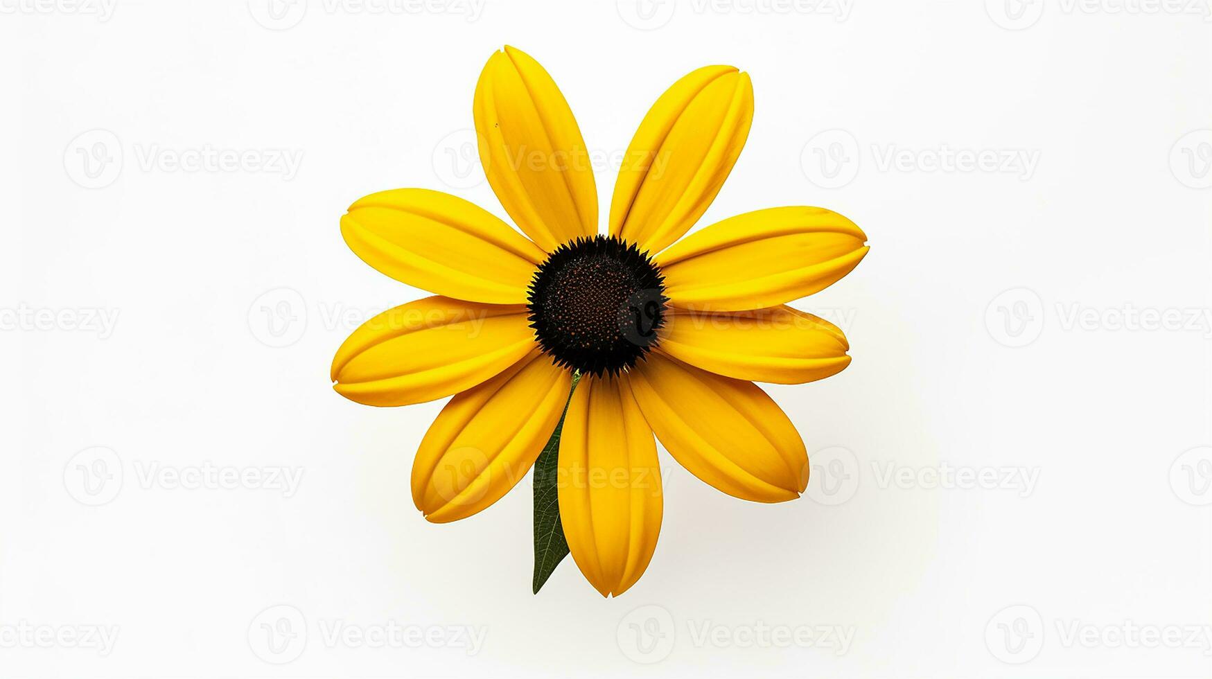 Photo of beautiful Black-Eyed Susan flower isolated on white background. Generative AI