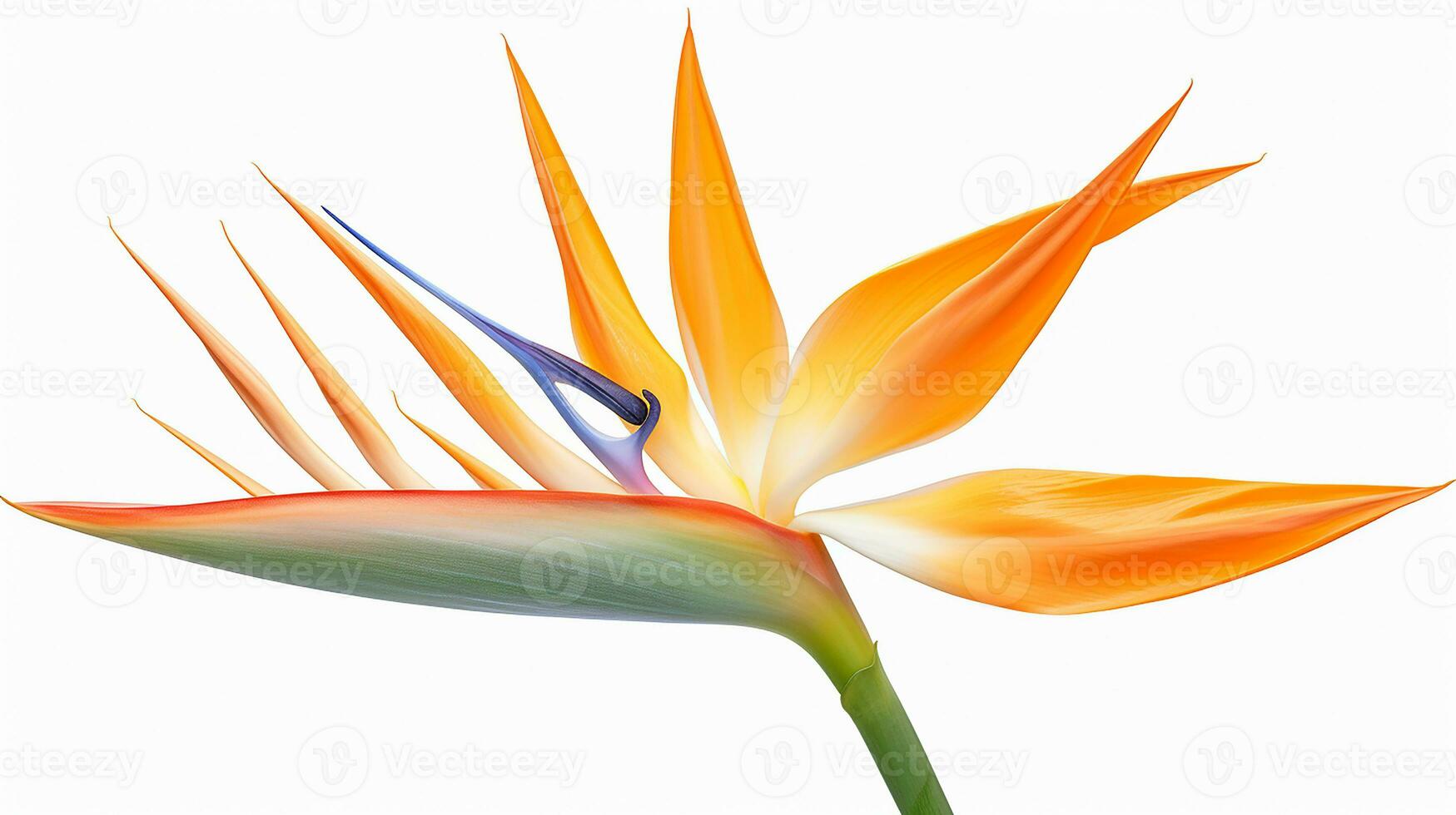 Photo of beautiful Bird of Paradise flower isolated on white background. Generative AI