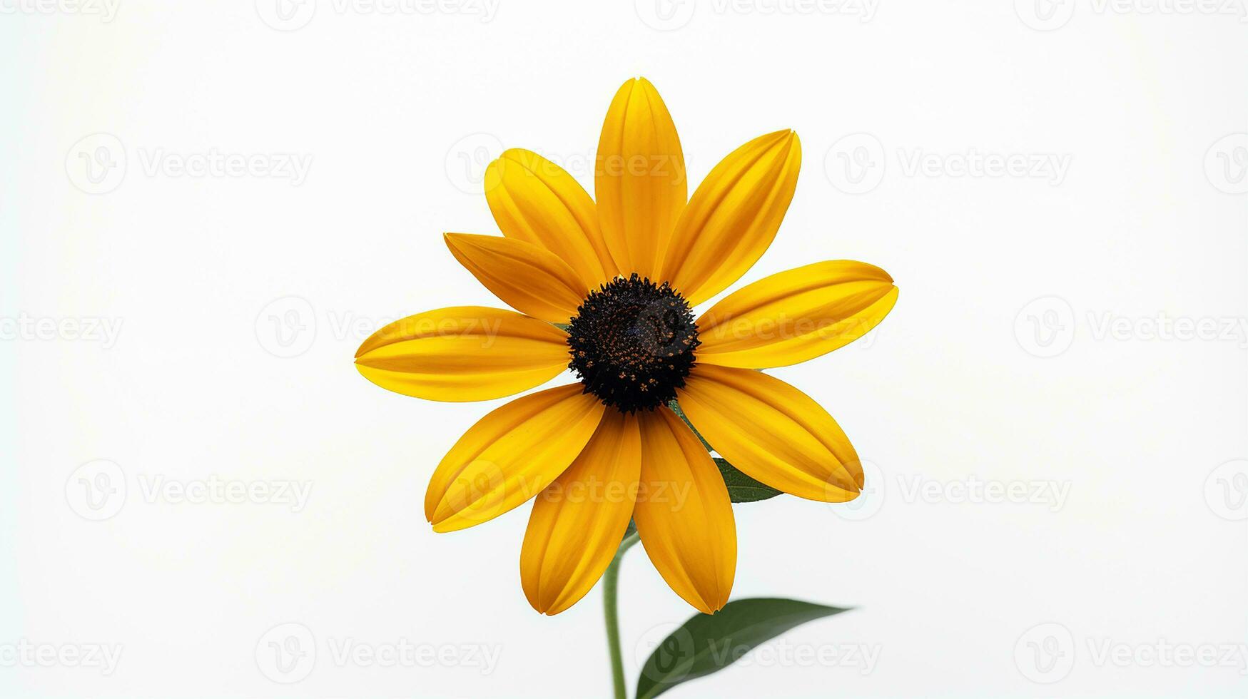 Photo of beautiful Black-Eyed Susan flower isolated on white background. Generative AI