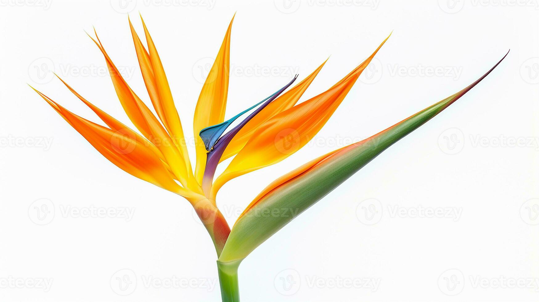 Photo of beautiful Bird of Paradise flower isolated on white background. Generative AI