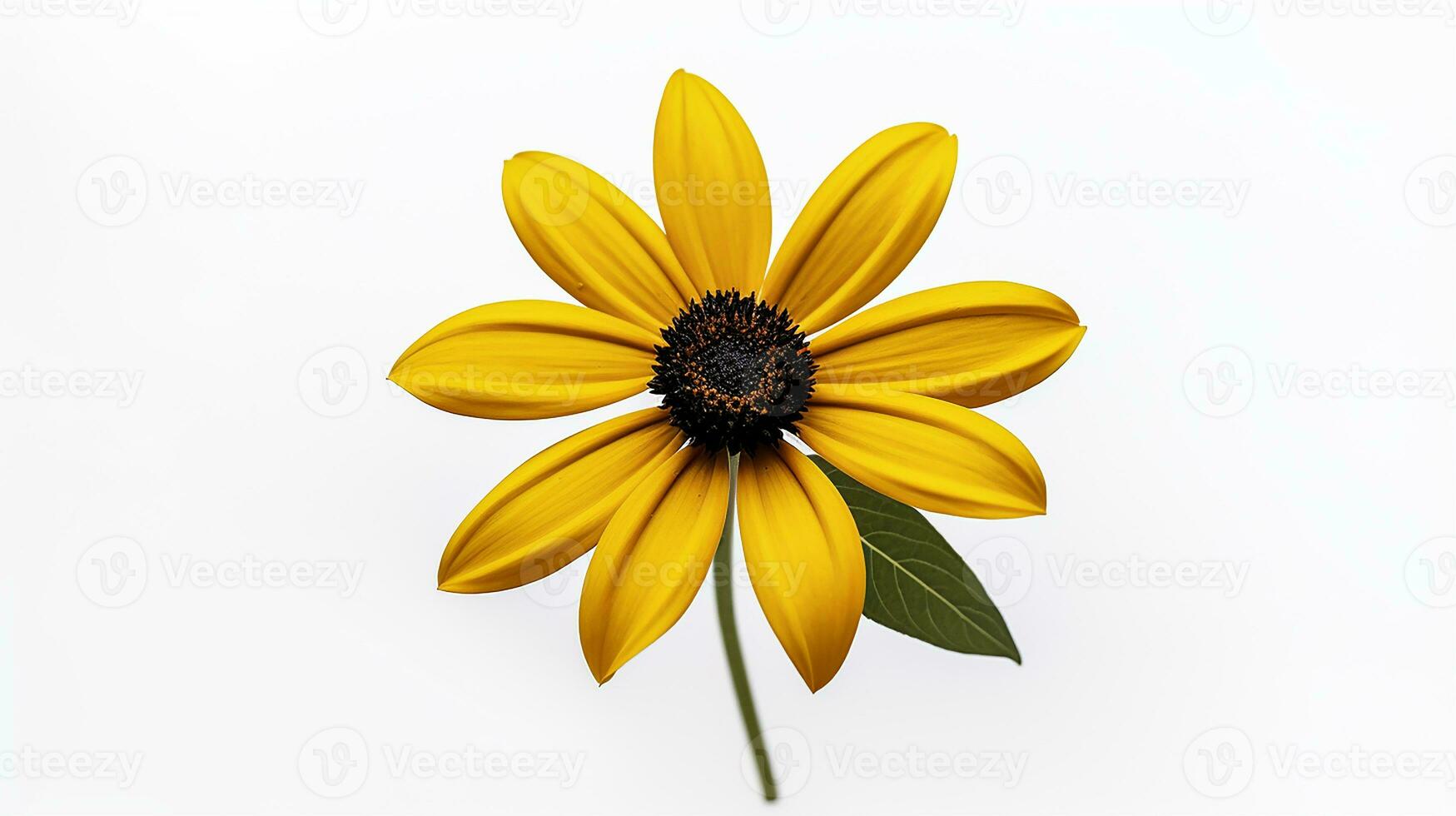 Photo of beautiful Black-Eyed Susan flower isolated on white background. Generative AI