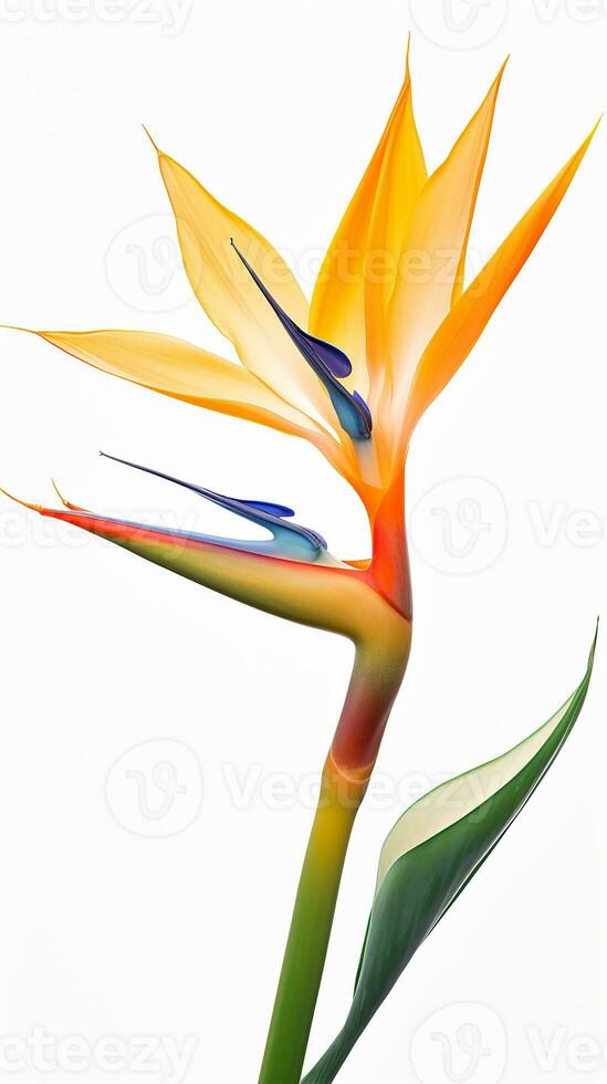 Photo of beautiful Bird of Paradise flower isolated on white background. Generative AI