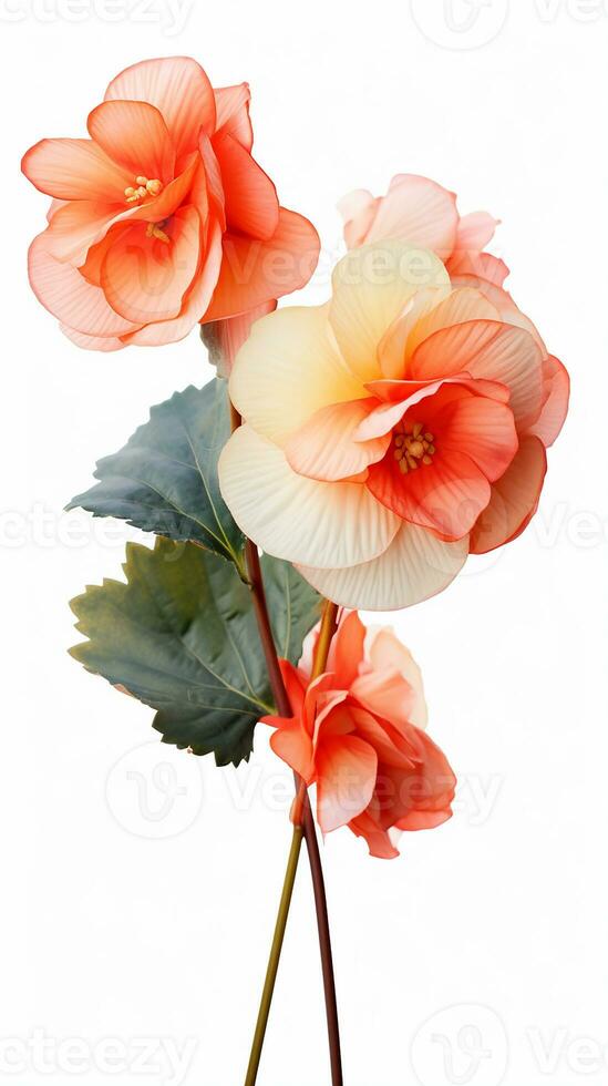 Photo of beautiful Begonia flower isolated on white background. Generative AI