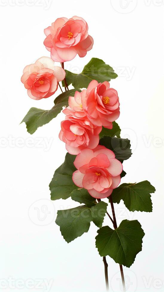 Photo of beautiful Begonia flower isolated on white background. Generative AI