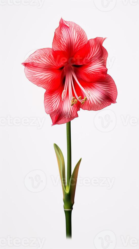 Photo of beautiful Amaryllis flower isolated on white background. Generative AI