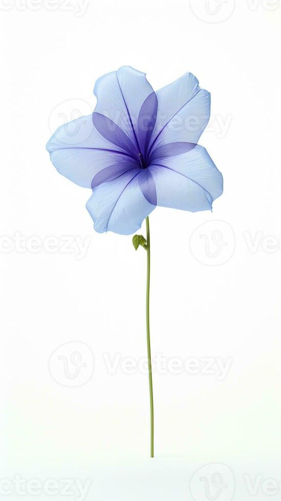 Photo of beautiful Balloon flower isolated on white background. Generative AI