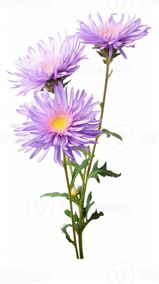 foto de hermosa aster flor aislado en blanco antecedentes. generativo ai