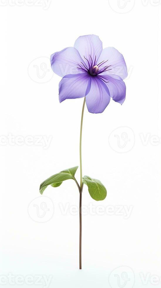 Photo of beautiful Balloon flower isolated on white background. Generative AI