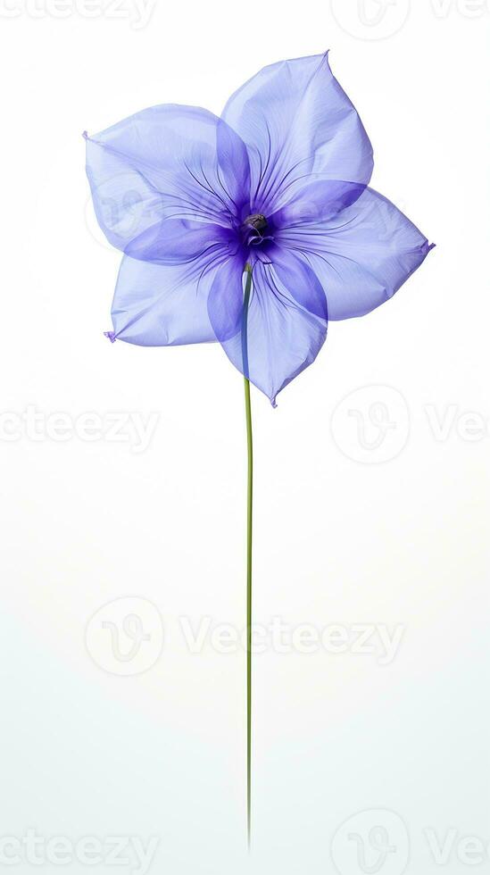 Photo of beautiful Balloon flower isolated on white background. Generative AI