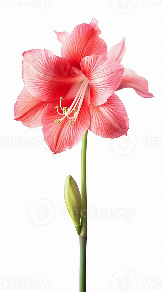 Photo of beautiful Amaryllis flower isolated on white background. Generative AI