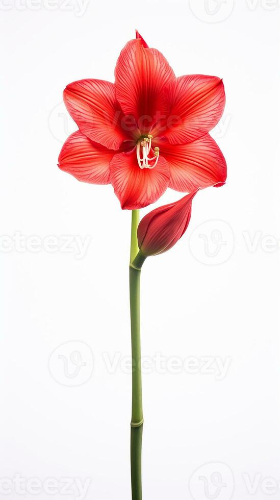 Photo of beautiful Amaryllis flower isolated on white background. Generative AI