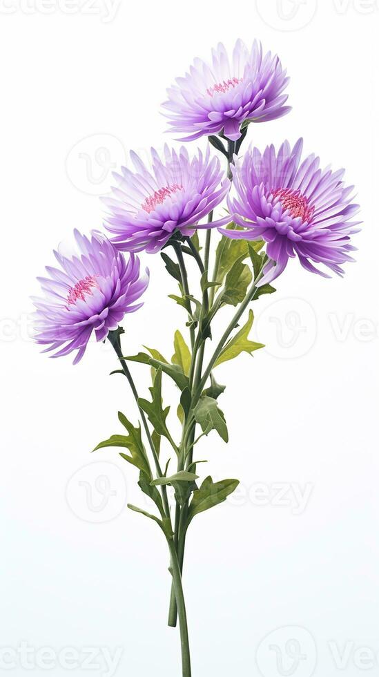 foto de hermosa aster flor aislado en blanco antecedentes. generativo ai