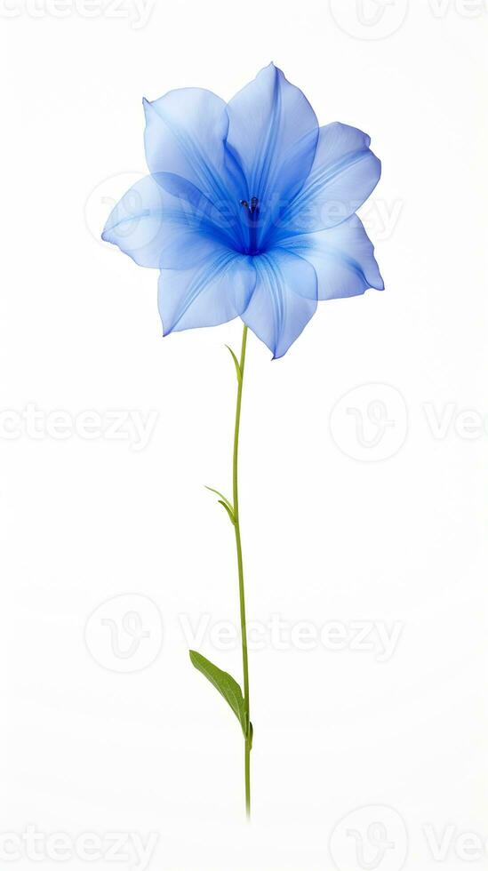 Photo of beautiful Balloon flower isolated on white background. Generative AI