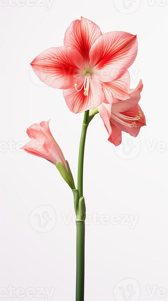 Photo of beautiful Amaryllis flower isolated on white background. Generative AI